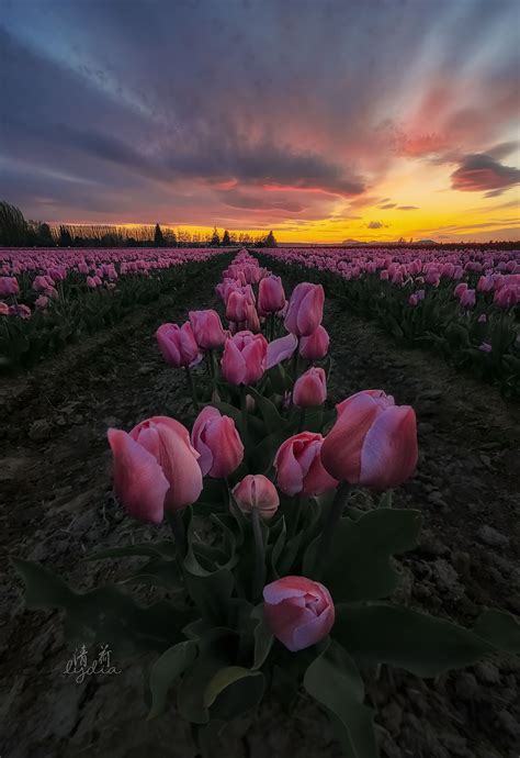 Tulips Field Sunset Null Flowers Photography Beautiful Flowers