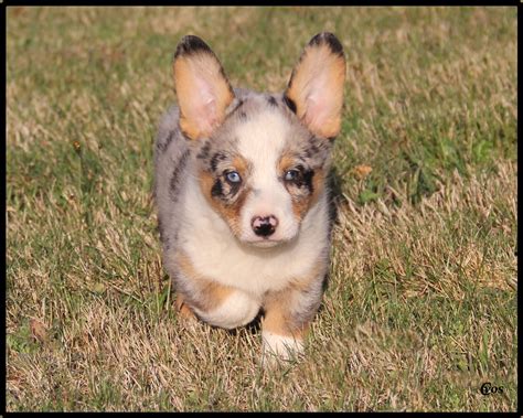 Find a pembroke welsh corgi puppy from reputable breeders near you in michigan. Cowboy Corgis: Available Puppies