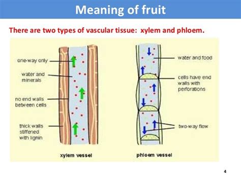 Vascular Tissue