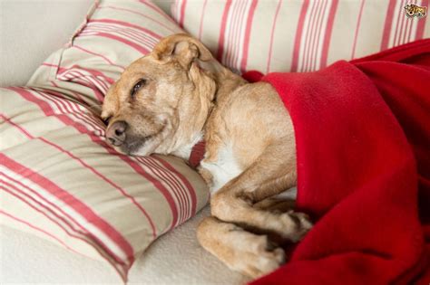 7 Most Important Signs To Know If Your Dog Is Sick