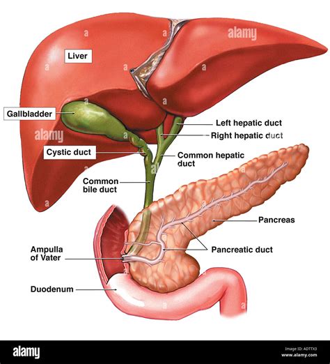 Anatomy Of Liver And Pancreas Anatomy Drawing Diagram The Best Porn Website