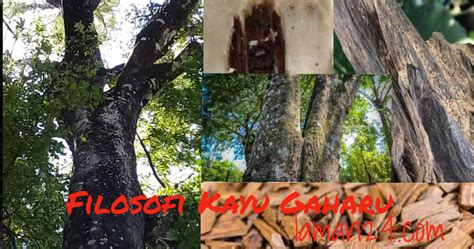 木, wood, wine, roots, ed wood, cassava, firewood, joystick, woodlouse, teak wood. Makna dan Filosofi Kayu Gaharu
