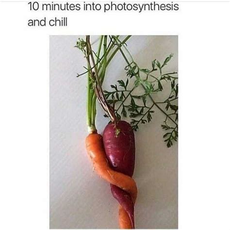 10 minutes into photosynthesis and chill 12