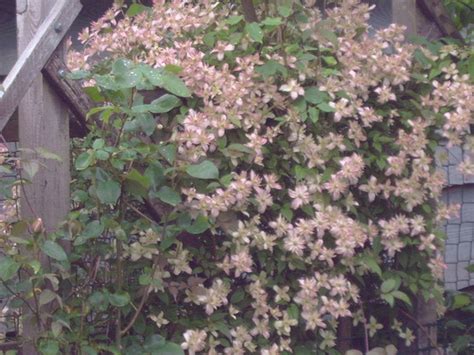 We did not find results for: Clematis Montana 'Marjorie' : Grows on You