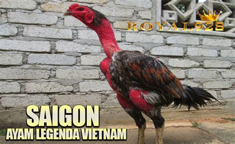 Notes on the balinese cockfight. Ayam Aduan Dari Vietnam YAng Melegenda Ayam Saigon