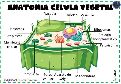 Anatomia Da C Lula Vegetal Anatomias Humanas E Animais Para Estudo