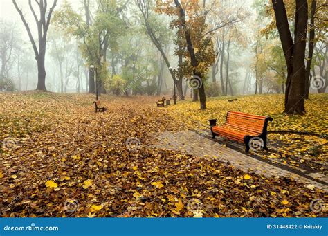 Misty Morning In A Autumn Park Stock Photo Image Of October Branch