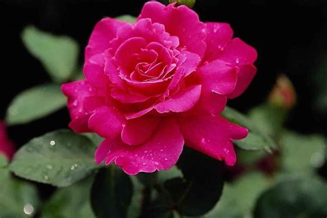 Quite Attractive Rose Delicate Leaves Petals Greeen Hot Pink