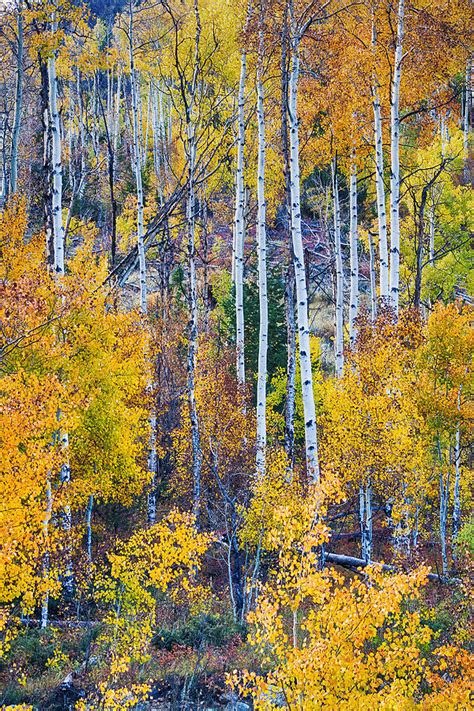 Aspen Tree Magic Cottonwood Pass Photograph By James Bo Insogna