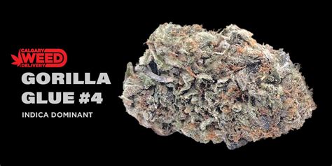 Buy Gorilla Glue 4 Online In Calgary Calgary Weed Delivery