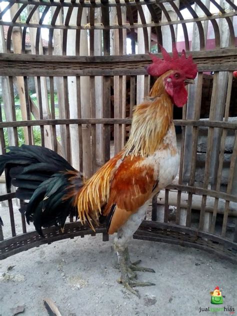 √ Mengenal Ayam Pelung Asli Trah Cianjur Yang Berkualitas