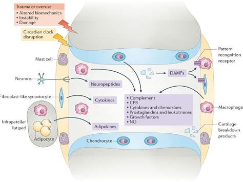 Pathophysiology Of Osteoarthritis