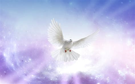 Holy Spirit As A Dove Images And Photos Finder