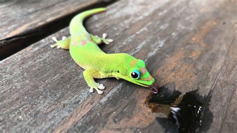 Gecko Lizard Kauai Hawaii Youtube