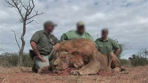 Are Lion Hunters In South Africa Shooting Tame Animals Bbc News