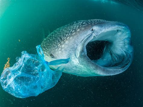 How Do Plastic Waste Affect Our Environment Points Plastic Industry