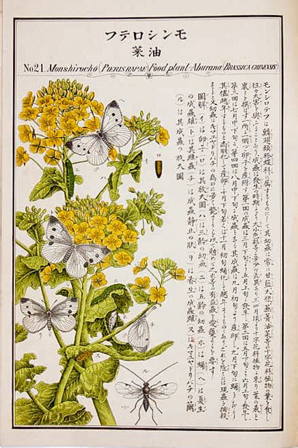 匂い立つあでやかなバラと昆虫の挿絵。明治の昆虫学者が愛した小さな命の美 | 長良川STORY