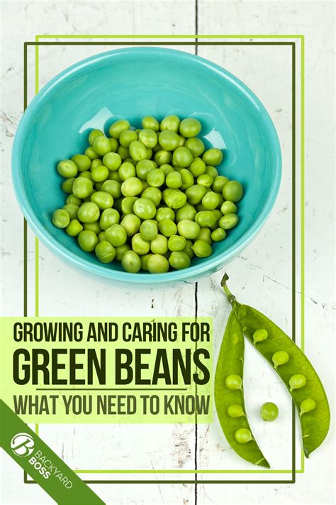 Growing and Caring for Green Beans | Growing peas, Green beans, Growing green beans