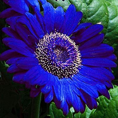 Notisec Blue Gerbera Daisy Seeds Gardern Balcony Decor Plants Flowers
