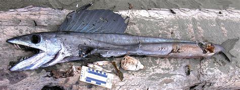 Lancetfish