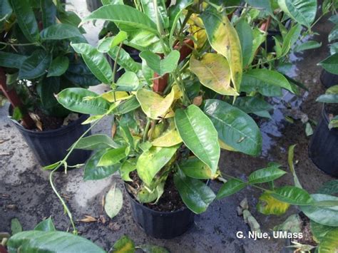 Mandevilla Anthracnose Center For Agriculture Food And The