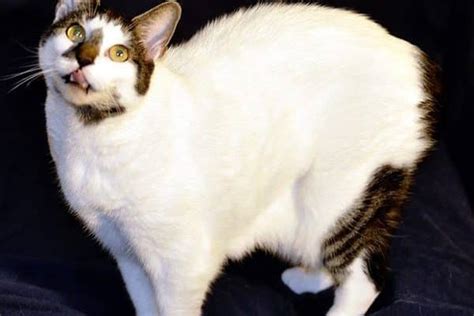 Manx Bobtail Highlander Tailless Cat Rescue Takes Them Catster