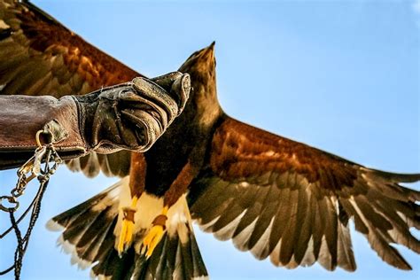 Learn The Art Of Falconry At Trek Winery In Novato July