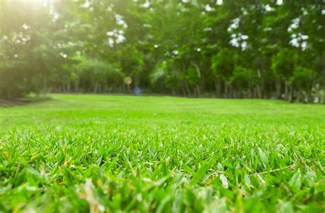 4 Tips for Maintaining a Green Lawn - Scientific Plant Service