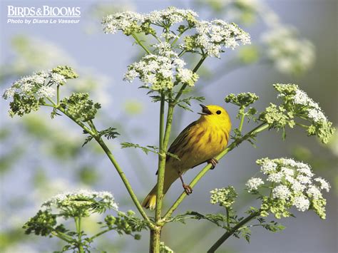 Birds And Blooms Wallpaper Wallpaper And Pictures