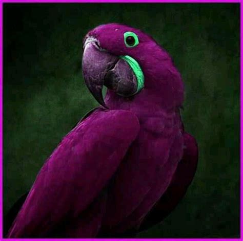 Purple Parrot Exotic Birds Beautiful Birds Birds