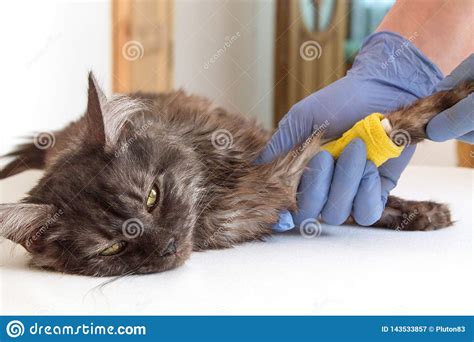 Grey Cat Lying With A Catheter In His Paw Stock Image Image Of