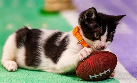 Puppies Vs Kittens Up For Adoption Play American Football