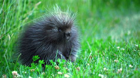 Cute Baby Porcupine In Maine Baby Porcupine Porcupine Animals Friends