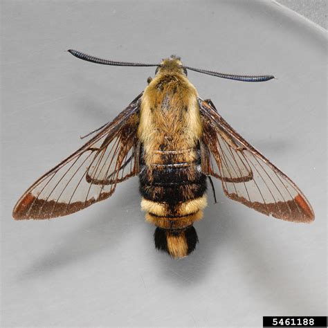 Snowberry Clearwing Hemaris Diffinis