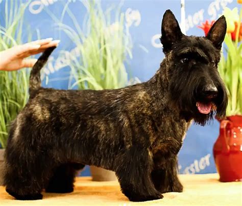 14 Best Scottish Terrier Haircuts For Dog Lovers The Paws