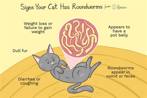 Types Of Worms In Cats And Symptoms Cats Meat