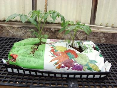 Growing bags make the perfect, easy growing medium for greenhouse tomatoes and outdoor tomatoes. germangreeneyedmonster: September 2012
