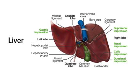 Anatomy Of Liver