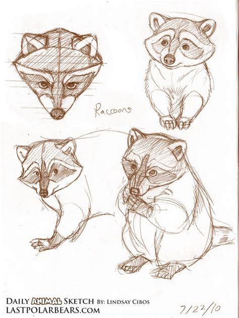 19 Easy Racoon Drawing Nicodatouba