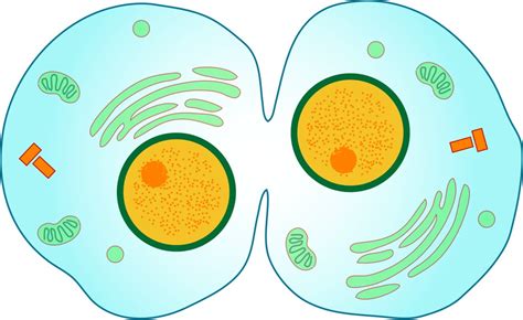 12 Amazing Cell Membrane Facts For Kids By Kidadl