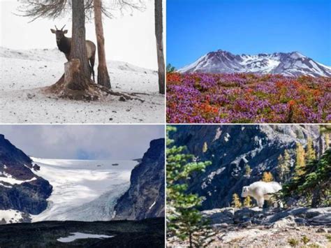 tundra qué es sus características clima tipos fauna y flora