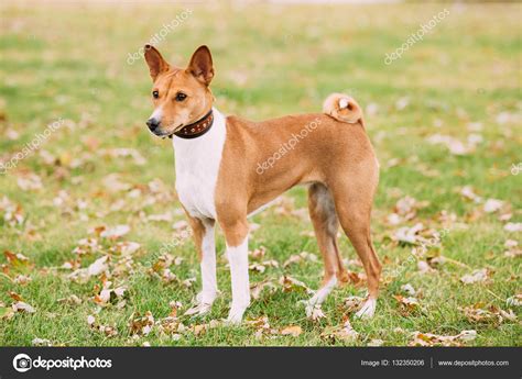 Basenji Dog On Grass Outdoor The Basenji Is A Breed Of Hunting — Stock