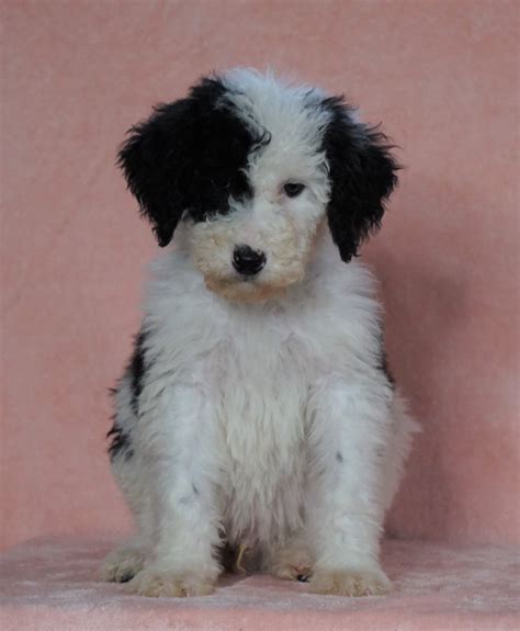 F1b Sheepadoodle For Sale Baltic Oh Male Prince Check Out Our Video Ac Puppies Llc