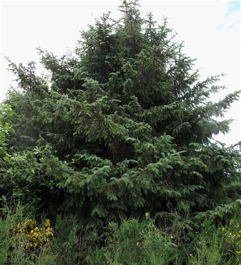 Trees Planet Picea Sitchensis Sitka Spruce