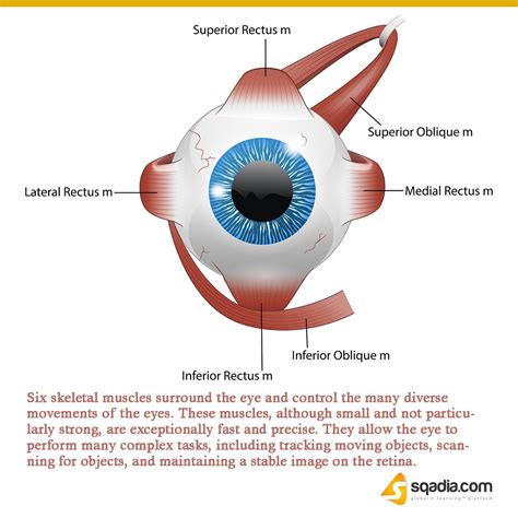 There Are Six Extraocular Muscles That Move The Globe