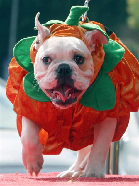 10 Effortless Halloween Costumes For Dogs Picky Stitch