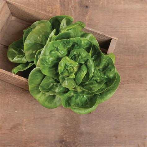 Little Gem Heirloom And Organic Lettuce Seed Johnnys Selected Seeds
