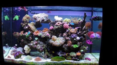 Jacksons 150 Gallon Coral Reef Tank Youtube