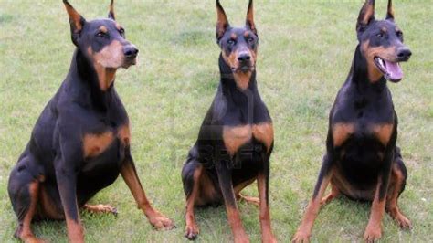 Select from hundreds of pet classifieds that will meet your preference. doberman puppies for adoption - YouTube