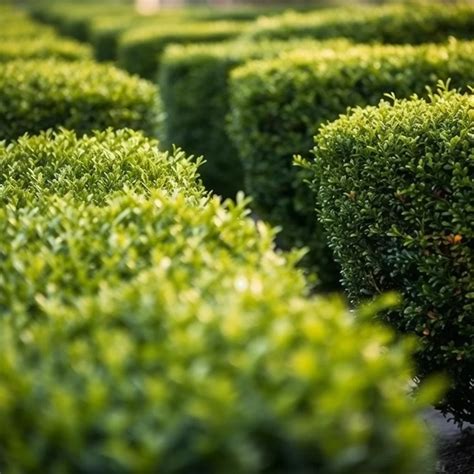 Buxus Plant Complete Guide And Care Tips Urbanarm
